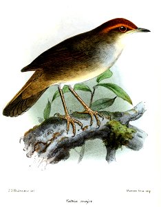 CettiaMajorKeulemans