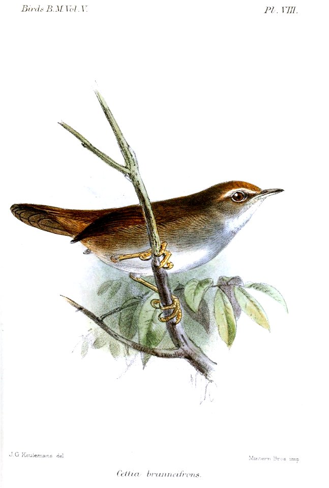 CettiaBrunneifronsKeulemans