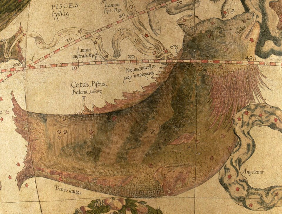 Cetus - Mercator
