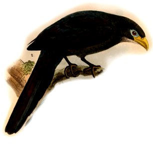 Ceuthmochares aereus 1884