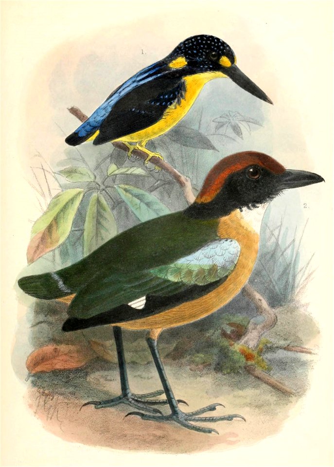 Ceyx meeki & Pitta anerythra 1902