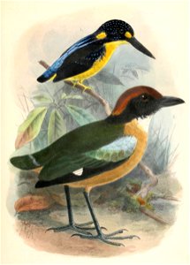 Ceyx meeki & Pitta anerythra 1902