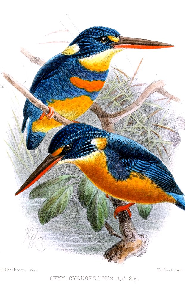 CeyxCyanopectusKeulemans
