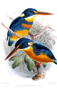 CeyxCyanopectusKeulemans