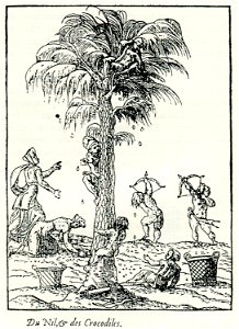 Collection of fruits of a palm tree in Egypt - Thevet André - 1556