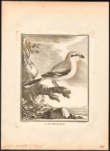 Collyrio excubitor - 1700-1880 - Print - Iconographia Zoologica - Special Collections University of Amsterdam - UBA01 IZ16600381