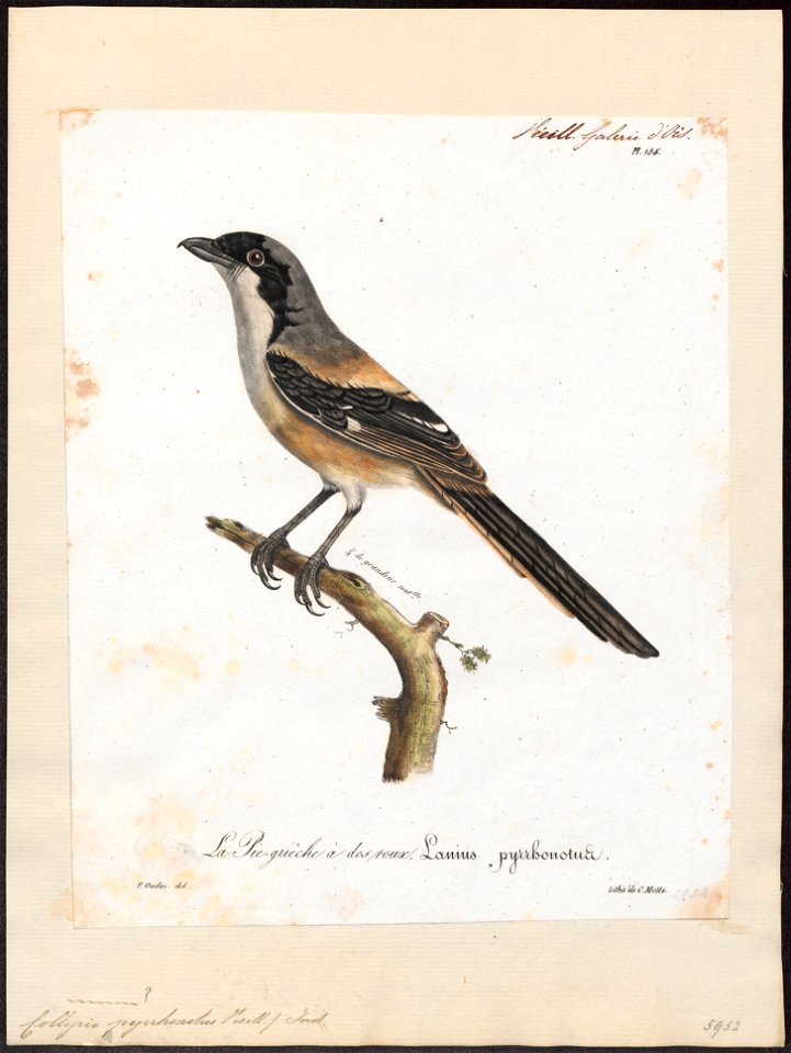 Collyrio pyrrhonotus - 1825-1834 - Print - Iconographia Zoologica - Special Collections University of Amsterdam - UBA01 IZ16600403