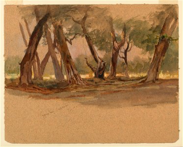 Drawing, Cypress Trees, Chapultepec, Mexico, February 18, 1892 (CH 18369089)