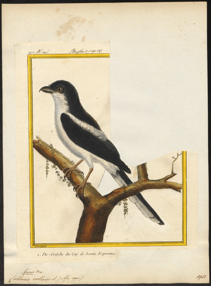 Collyrio collaris - 1700-1880 - Print - Iconographia Zoologica - Special Collections University of Amsterdam - UBA01 IZ16600393