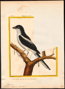 Collyrio collaris - 1700-1880 - Print - Iconographia Zoologica - Special Collections University of Amsterdam - UBA01 IZ16600393
