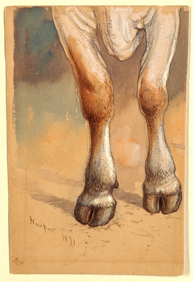 Drawing, Studies After Cattle, 1871 (CH 18368969)
