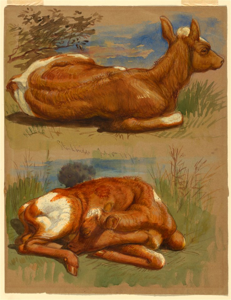 Drawing, Three Studies of Calves, Stockbridge, July 7, 1876 (CH 18368963)