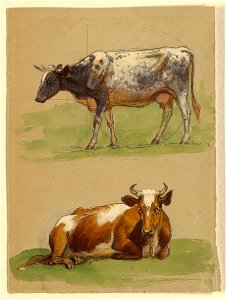 Drawing, Cattle, a Cow Walking and a Cow Crouching, 1875–80 (CH 18369139)