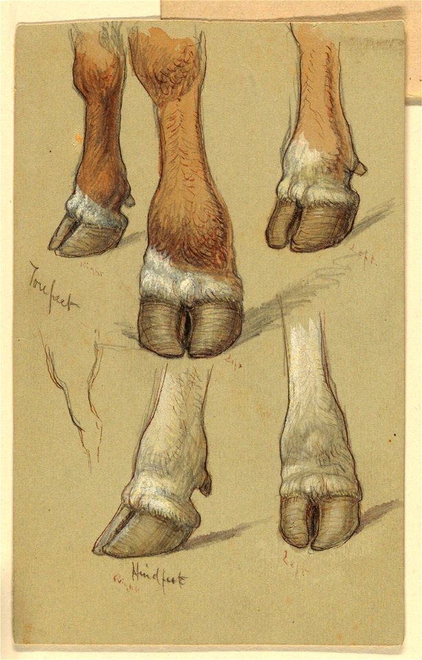 Drawing, Studies After Cattle, 1871 (CH 18368971)