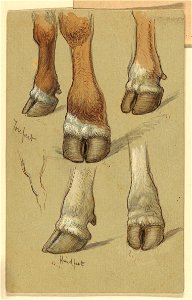 Drawing, Studies After Cattle, 1871 (CH 18368971)