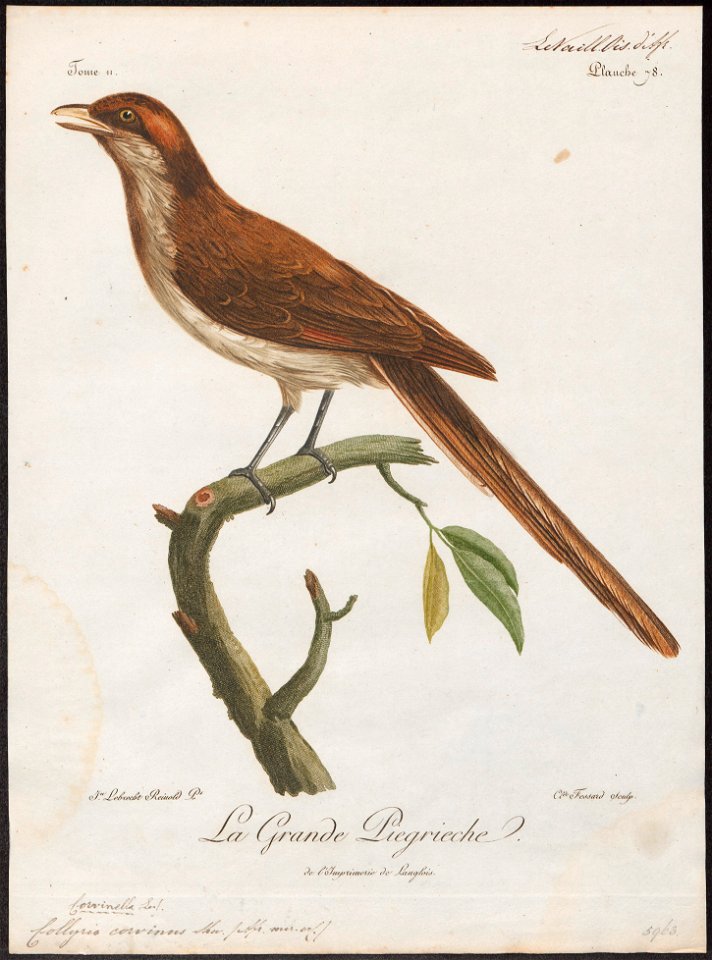 Collyrio corvinus - 1796-1808 - Print - Iconographia Zoologica - Special Collections University of Amsterdam - UBA01 IZ16600405