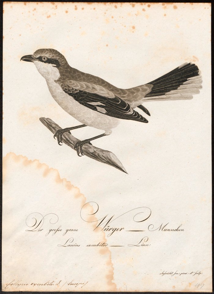 Collyrio excubitor - 1800-1812 - Print - Iconographia Zoologica - Special Collections University of Amsterdam - UBA01 IZ16600371