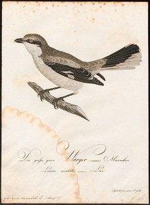 Collyrio excubitor - 1800-1812 - Print - Iconographia Zoologica - Special Collections University of Amsterdam - UBA01 IZ16600371