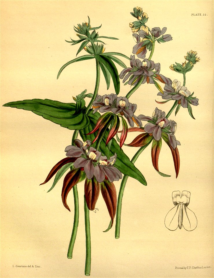 Collinsia multicolor Paxton 055