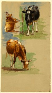 Drawing, Cattle, Steers, 1875–80 (CH 18369135)