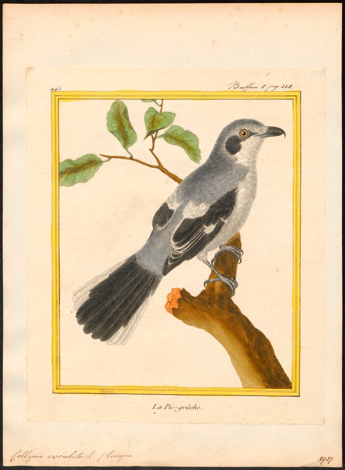 Collyrio excubitor - 1700-1880 - Print - Iconographia Zoologica - Special Collections University of Amsterdam - UBA01 IZ16600367