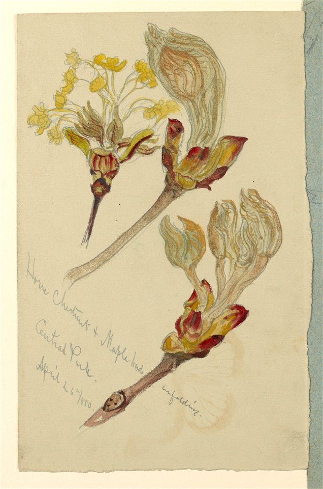 Drawing, Studies. Horse Chestnut and Maple Buds Unfolding, Central Park, N.Y.C., April 26, 1880 (CH 18368991)