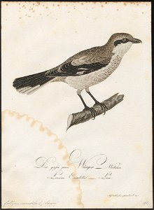 Collyrio excubitor - 1800-1812 - Print - Iconographia Zoologica - Special Collections University of Amsterdam - UBA01 IZ16600373
