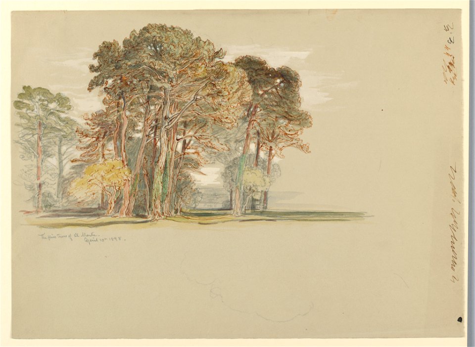 Drawing, The Pine Trees of El Monte, California., April 10, 1898 (CH 18369127)