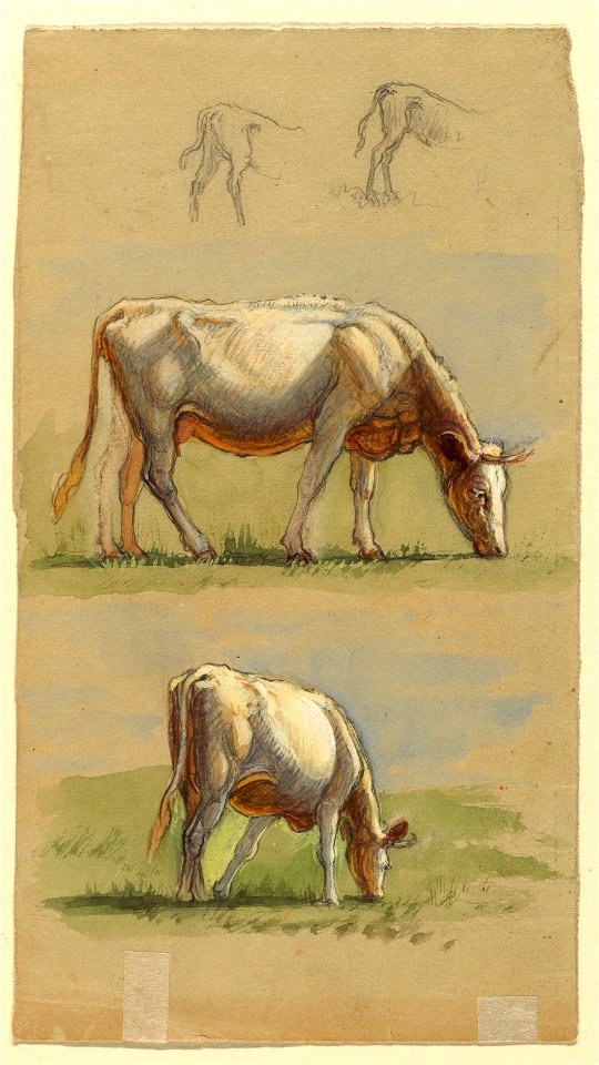 Drawing, Cattle, Two Grazing Cows and the Backs of Calves, 1875–80 (CH 18369137)
