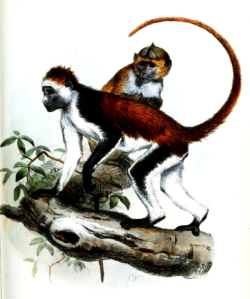 ColobusKirkiWolf