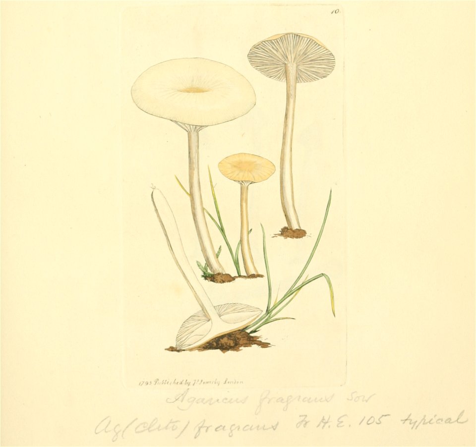 Coloured Figures of English Fungi or Mushrooms - t. 10