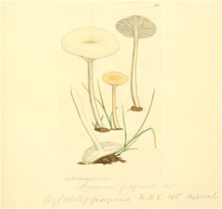 Coloured Figures of English Fungi or Mushrooms - t. 10