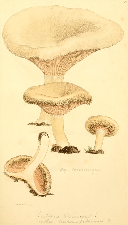 Coloured Figures of English Fungi or Mushrooms - t. 103