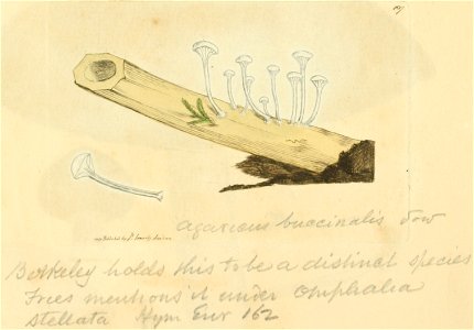 Coloured Figures of English Fungi or Mushrooms - t. 107