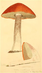 Coloured Figures of English Fungi or Mushrooms - t. 110