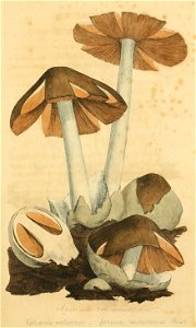 Coloured Figures of English Fungi or Mushrooms - t. 1