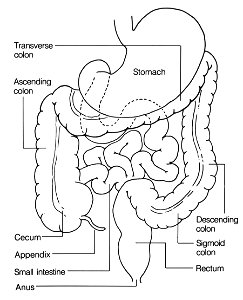Colon-rectum