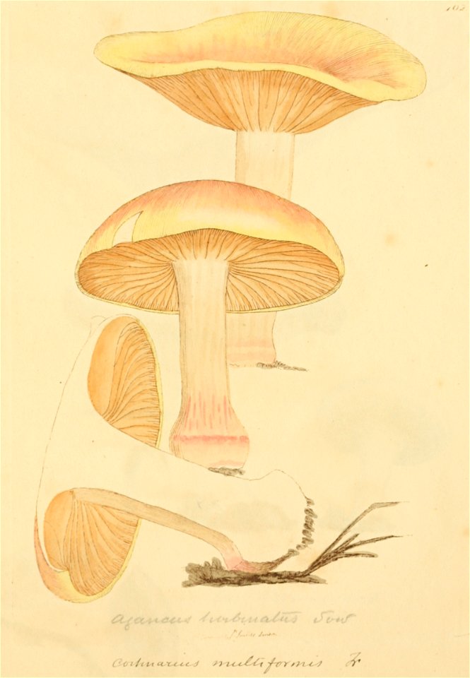 Coloured Figures of English Fungi or Mushrooms - t. 102