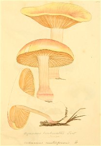 Coloured Figures of English Fungi or Mushrooms - t. 102