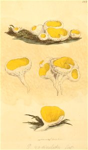 Coloured Figures of English Fungi or Mushrooms - t. 114