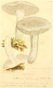 Coloured Figures of English Fungi or Mushrooms - t. 106