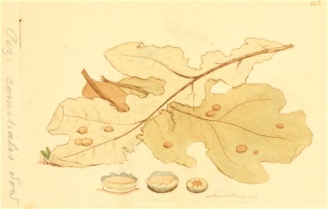 Coloured Figures of English Fungi or Mushrooms - t. 118