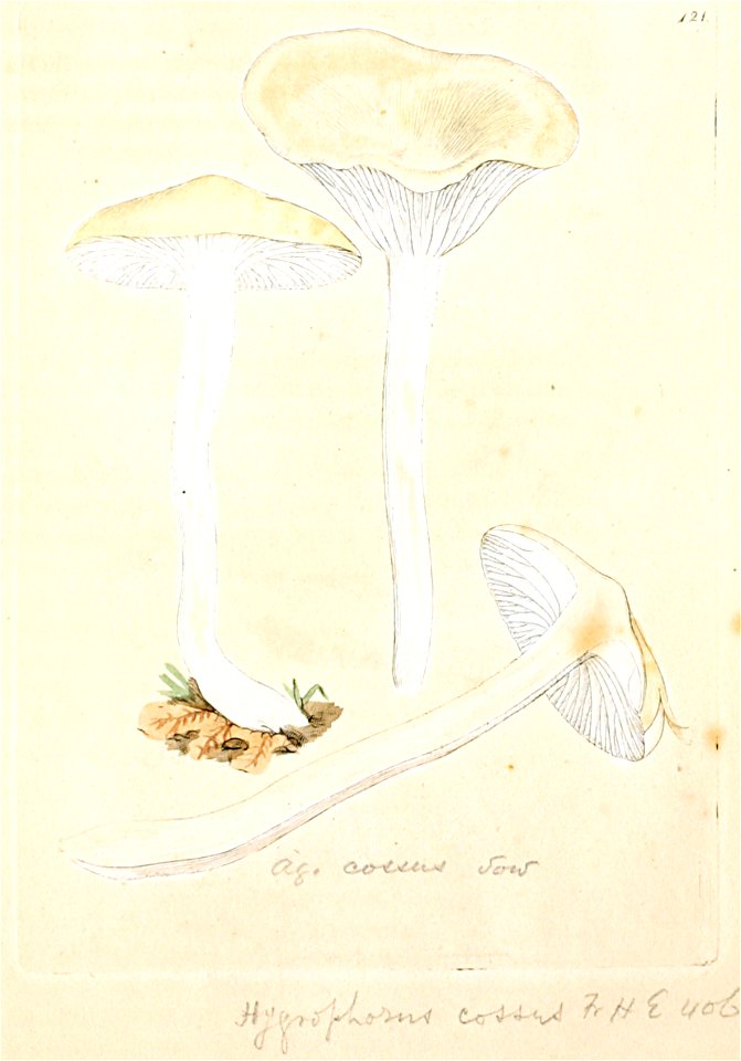 Coloured Figures of English Fungi or Mushrooms - t. 121