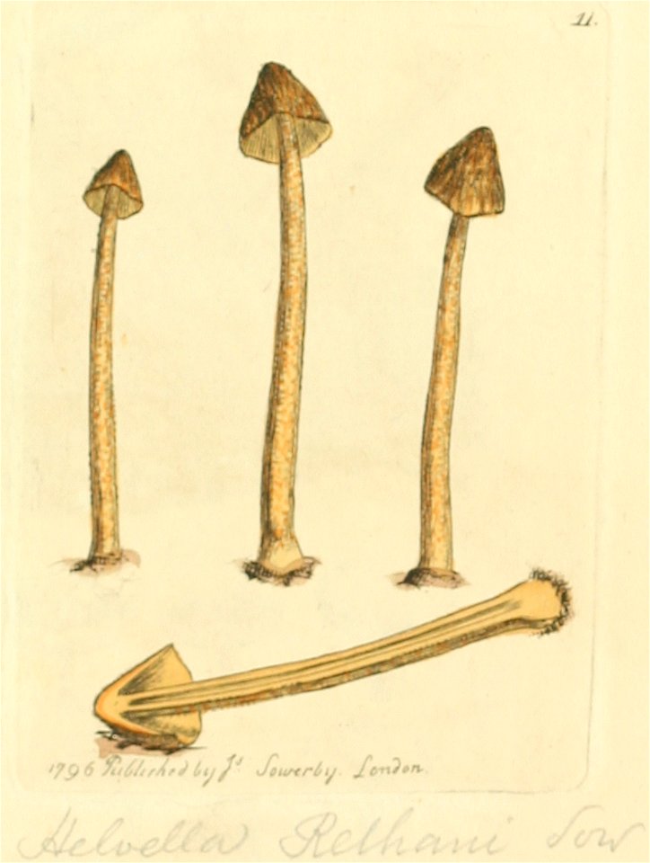 Coloured Figures of English Fungi or Mushrooms - t. 11