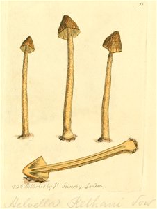 Coloured Figures of English Fungi or Mushrooms - t. 11