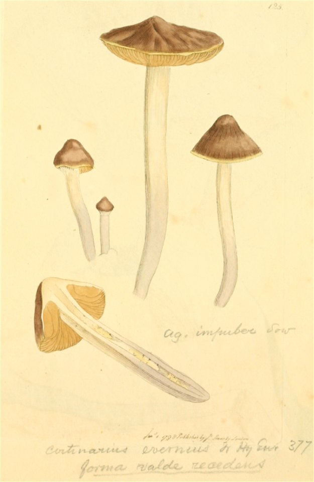 Coloured Figures of English Fungi or Mushrooms - t. 125