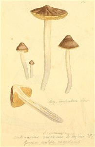 Coloured Figures of English Fungi or Mushrooms - t. 125