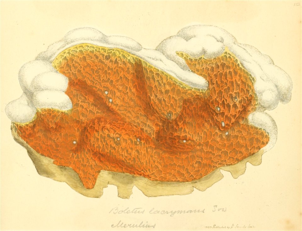Coloured Figures of English Fungi or Mushrooms - t. 113