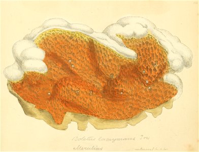 Coloured Figures of English Fungi or Mushrooms - t. 113