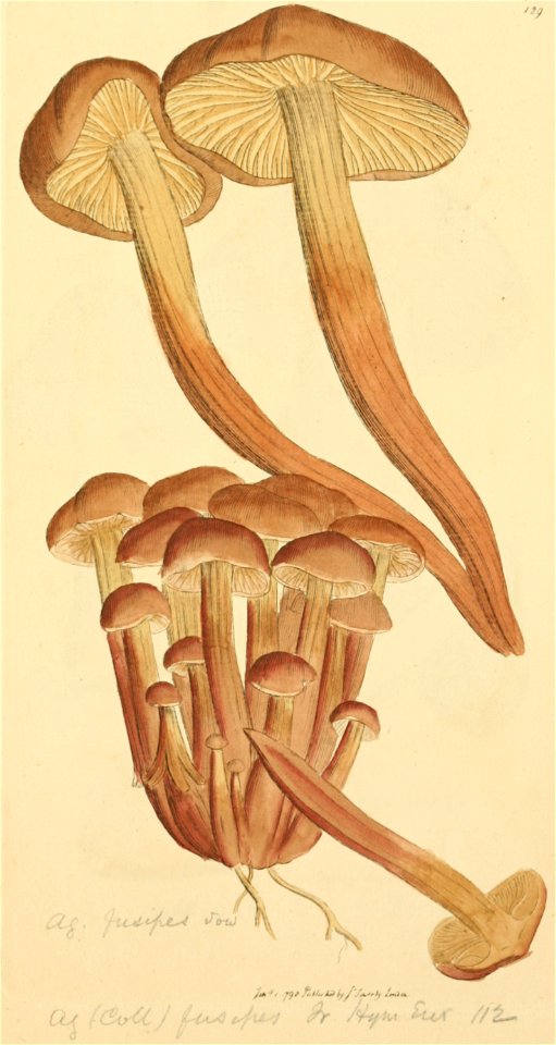 Coloured Figures of English Fungi or Mushrooms - t. 129